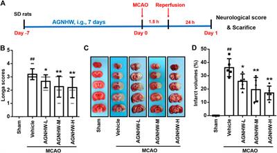 Protective Effect of An-Gong-Niu-Huang Wan Pre-treatment Against Experimental Cerebral Ischemia Injury via Regulating GSK-3β/HO-1 Pathway